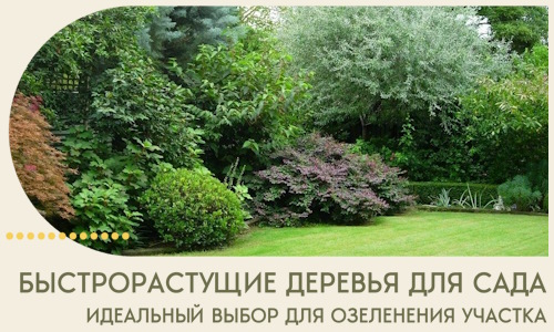 Быстрорастущие деревья для сада идеальный выбор в Томске