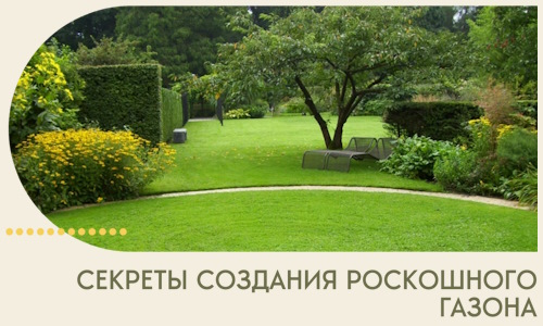 Секреты создания роскошного газона в Томске